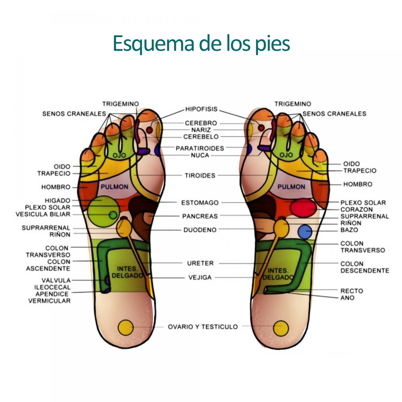 CURSO REFLEXOLOGÍA PODAL FISIOLÓGICA - Centro Moksha